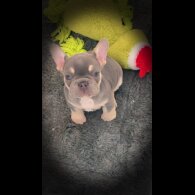 French Bulldog - Bitches