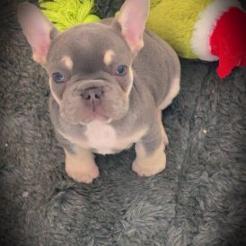 French Bulldog - Bitches