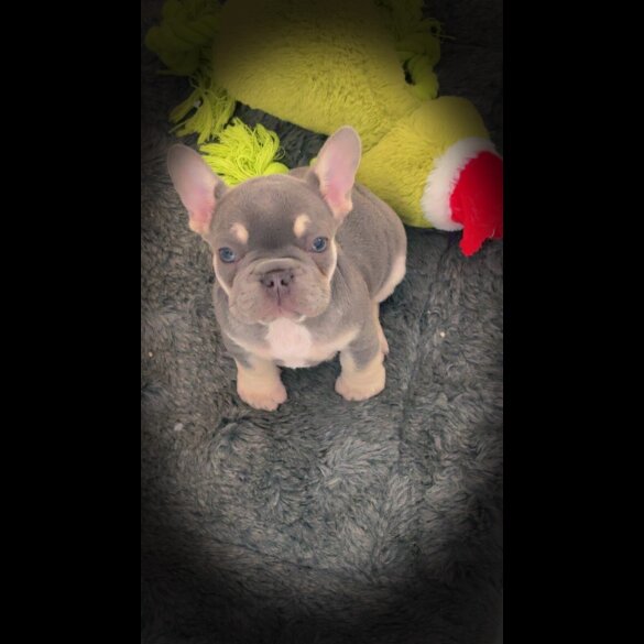 French Bulldog - Bitches