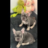 French Bulldog - Bitches