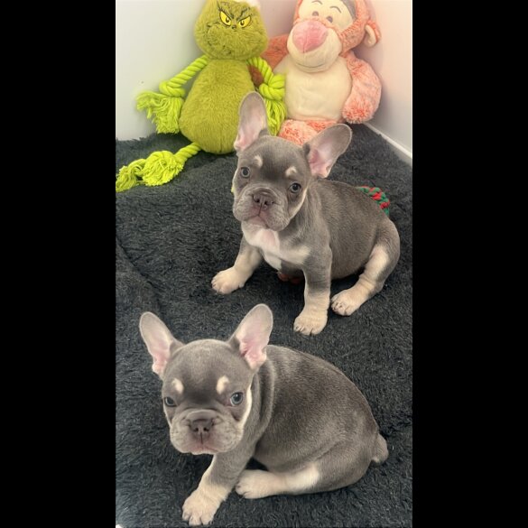 French Bulldog - Bitches