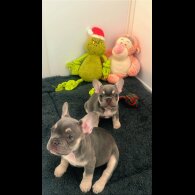 French Bulldog - Bitches
