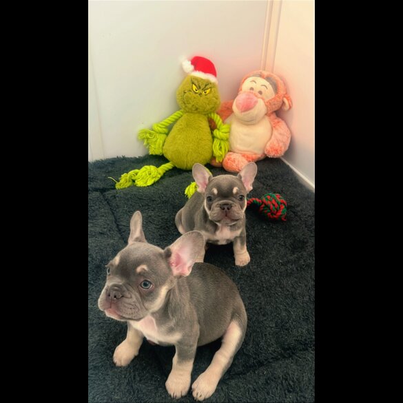 French Bulldog - Bitches