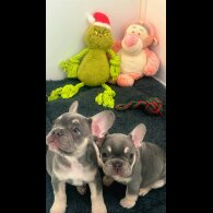 French Bulldog - Bitches