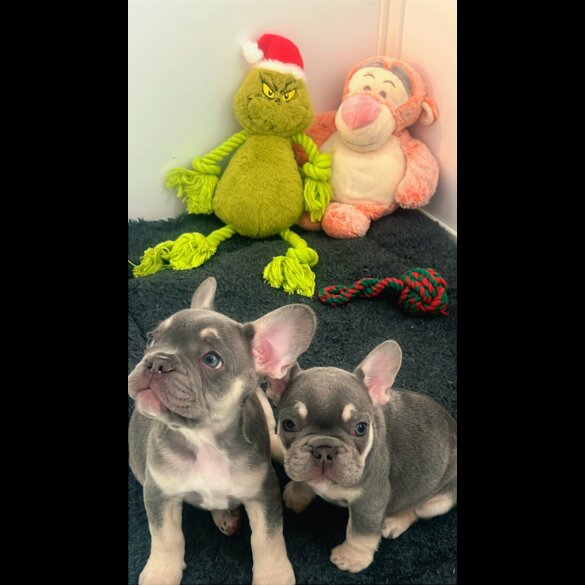 French Bulldog - Bitches