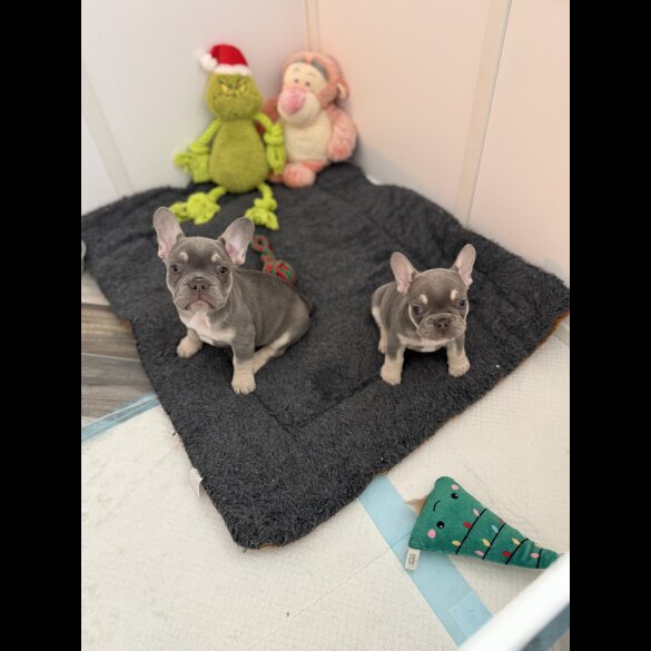 French Bulldog - Bitches