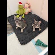 French Bulldog - Bitches