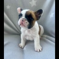 French Bulldog - Both