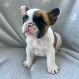 French Bulldog - Both