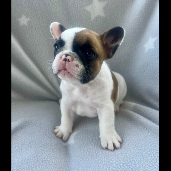 French Bulldog - Both