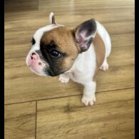 French Bulldog - Both