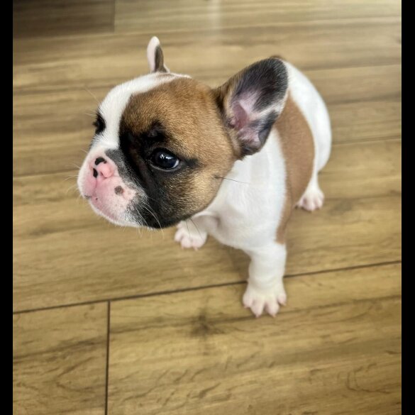 French Bulldog - Both