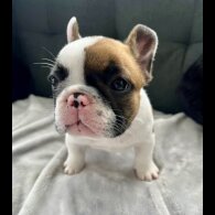 French Bulldog - Both
