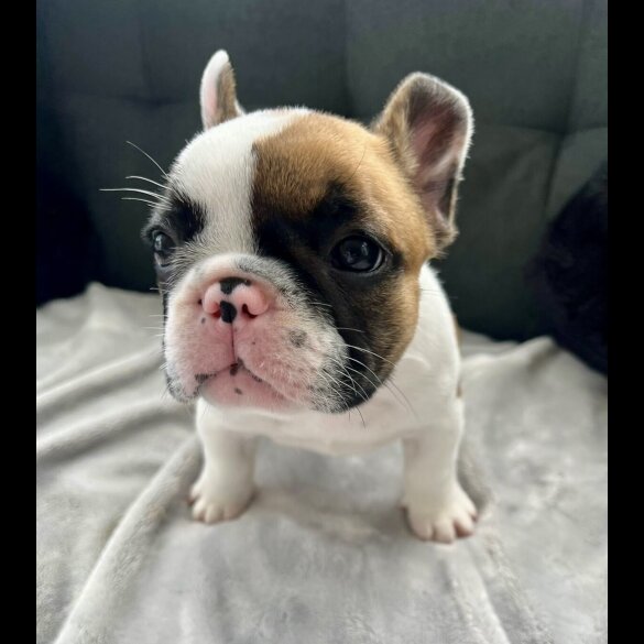 French Bulldog - Both