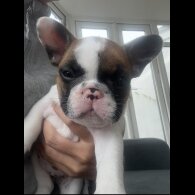 French Bulldog - Both