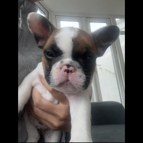 French Bulldog - Both