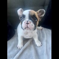 French Bulldog - Both