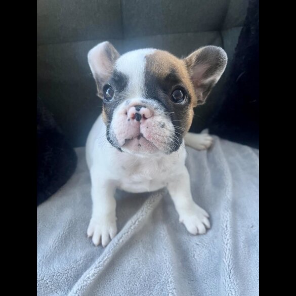 French Bulldog - Both
