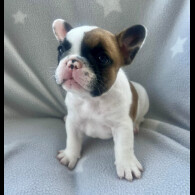 French Bulldog - Both