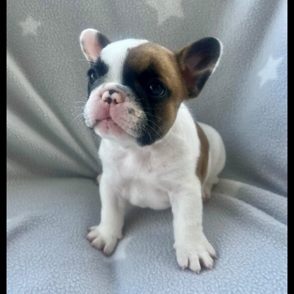 French Bulldog - Both