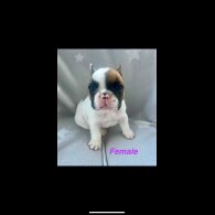 French Bulldog - Both