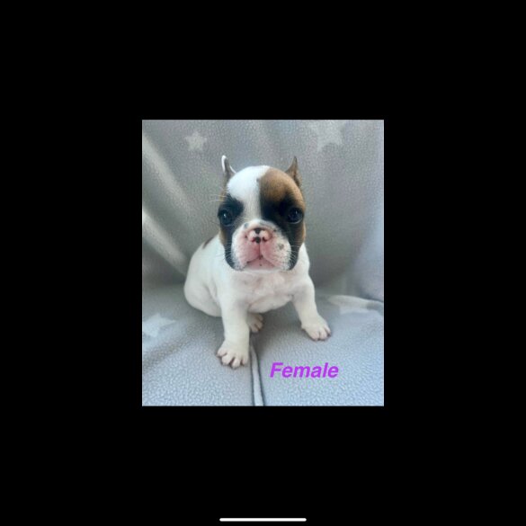 French Bulldog - Both