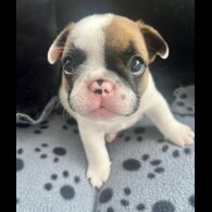 French Bulldog - Both