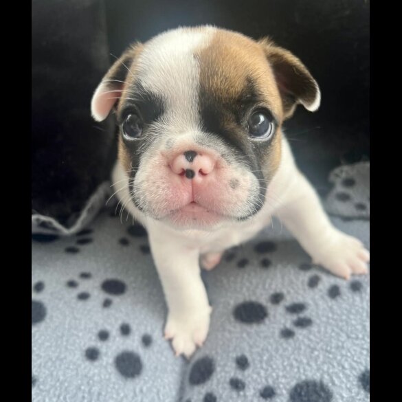 French Bulldog - Both