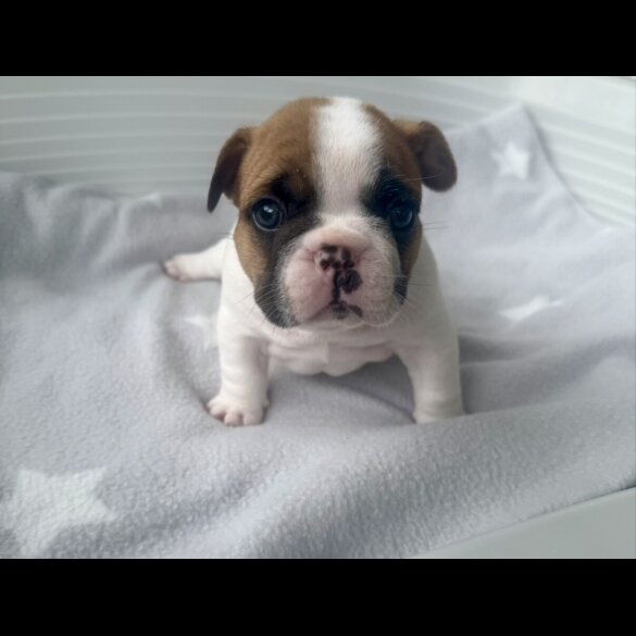 French Bulldog - Both