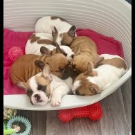 French Bulldog - Both