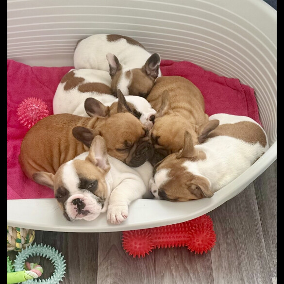 French Bulldog - Both