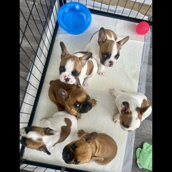 French Bulldog - Both