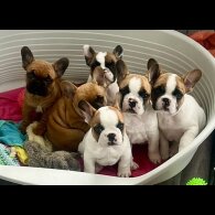 French Bulldog - Both