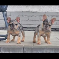 French Bulldog - Both
