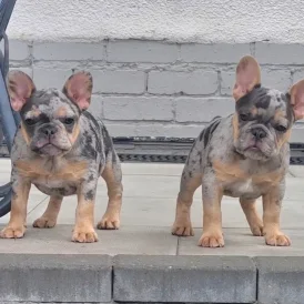 French Bulldog - Both