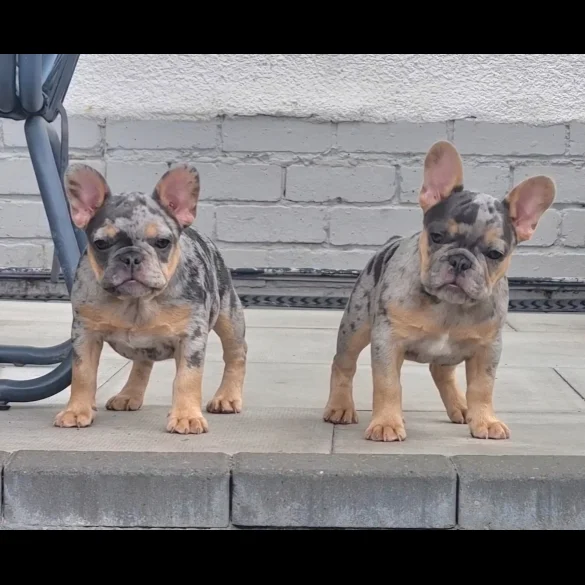 French Bulldog - Both