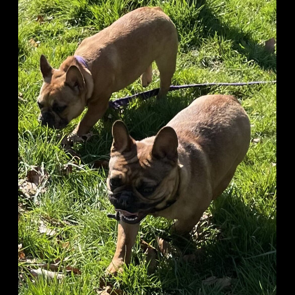 French Bulldog - Both