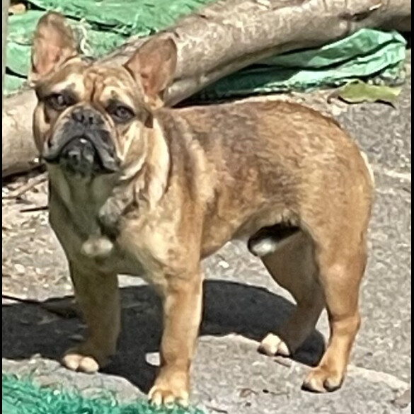 French Bulldog - Both