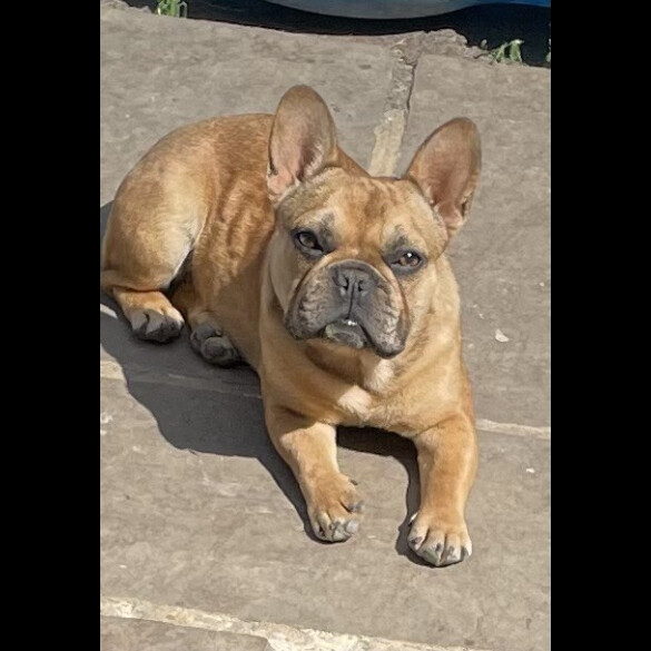 French Bulldog - Both