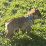 French Bulldog - Both