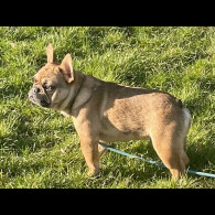 French Bulldog - Both