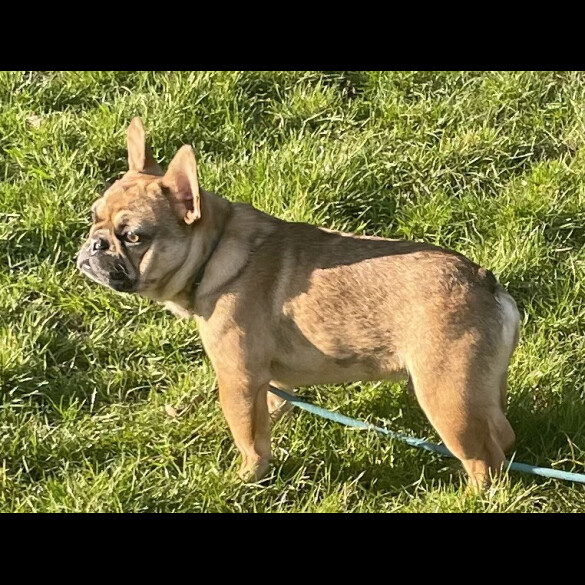 French Bulldog - Both