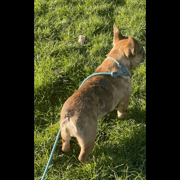 French Bulldog - Both