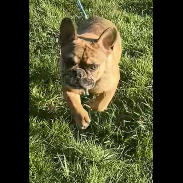 French Bulldog - Both