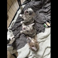 French Bulldog - Bitches