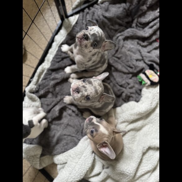 French Bulldog - Bitches