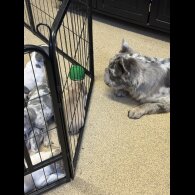 French Bulldog - Bitches