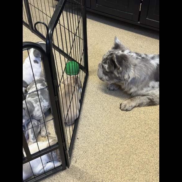French Bulldog - Bitches