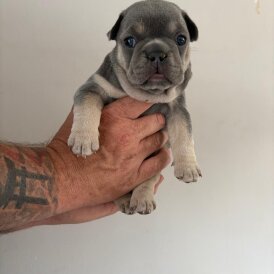 French Bulldog - Both