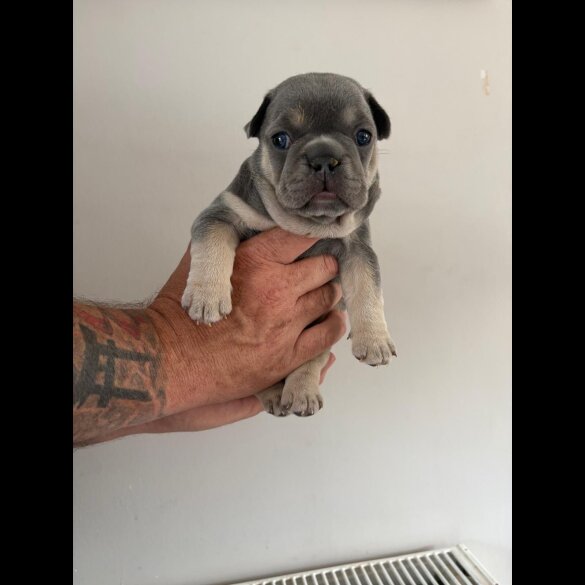 French Bulldog - Both